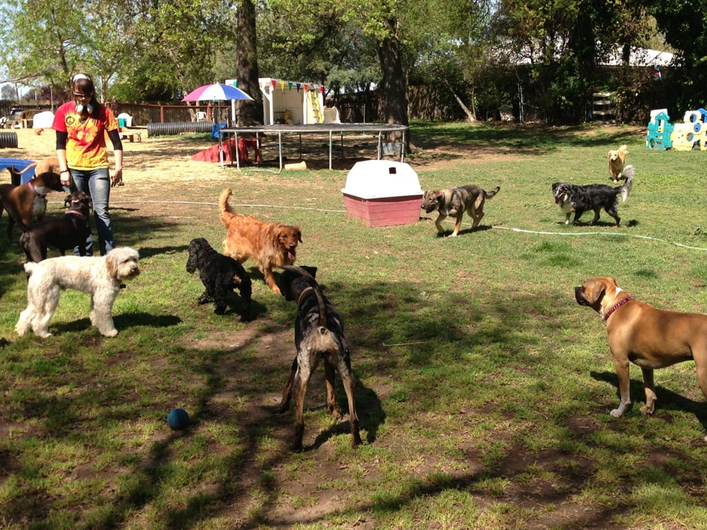 Waggin Tails 11 Photos Pet Boarding/Pet Sitting 8516 Auburn Blvd, Citrus Heights, CA