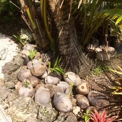 Going Bananas 66 Photos 14 Reviews Nurseries Gardening Going Bananas 66 Photos 14 Reviews Nurseries Gardening 24401 Sw 197th Ave Homestead Fl Phone Number Yelp