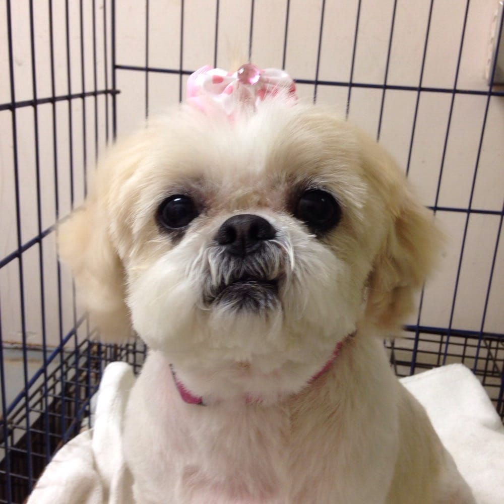 Image Result For Dog Grooming Schools Image Result For Dog Grooming Schools