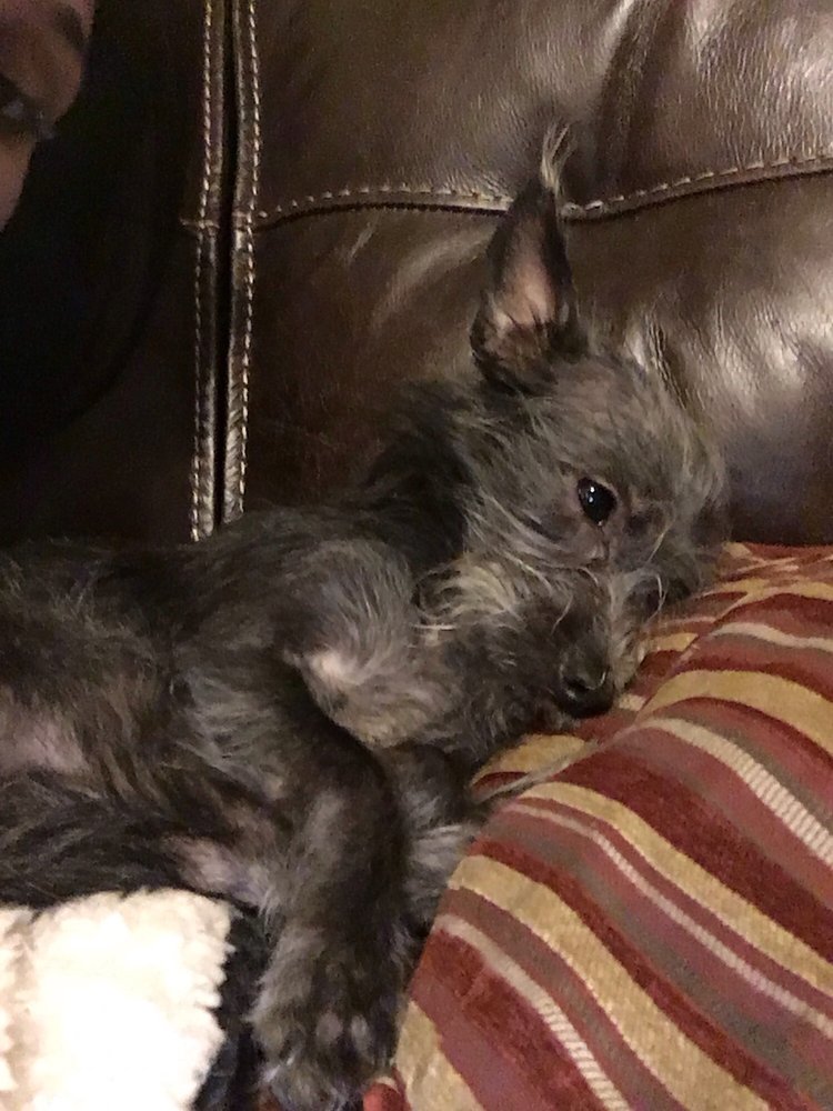 Carrie’s Critters 15 Reviews Pet Stores 806 E Yelm Ave, Yelm, WA