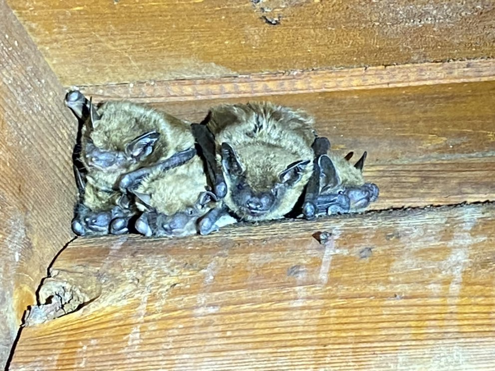 Court Pest Control