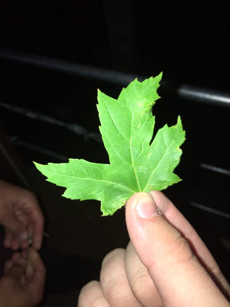 O