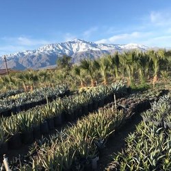 Nurseries Gardening In Palm Desert Yelp Gdnc Cactus Desert Plant Nursery