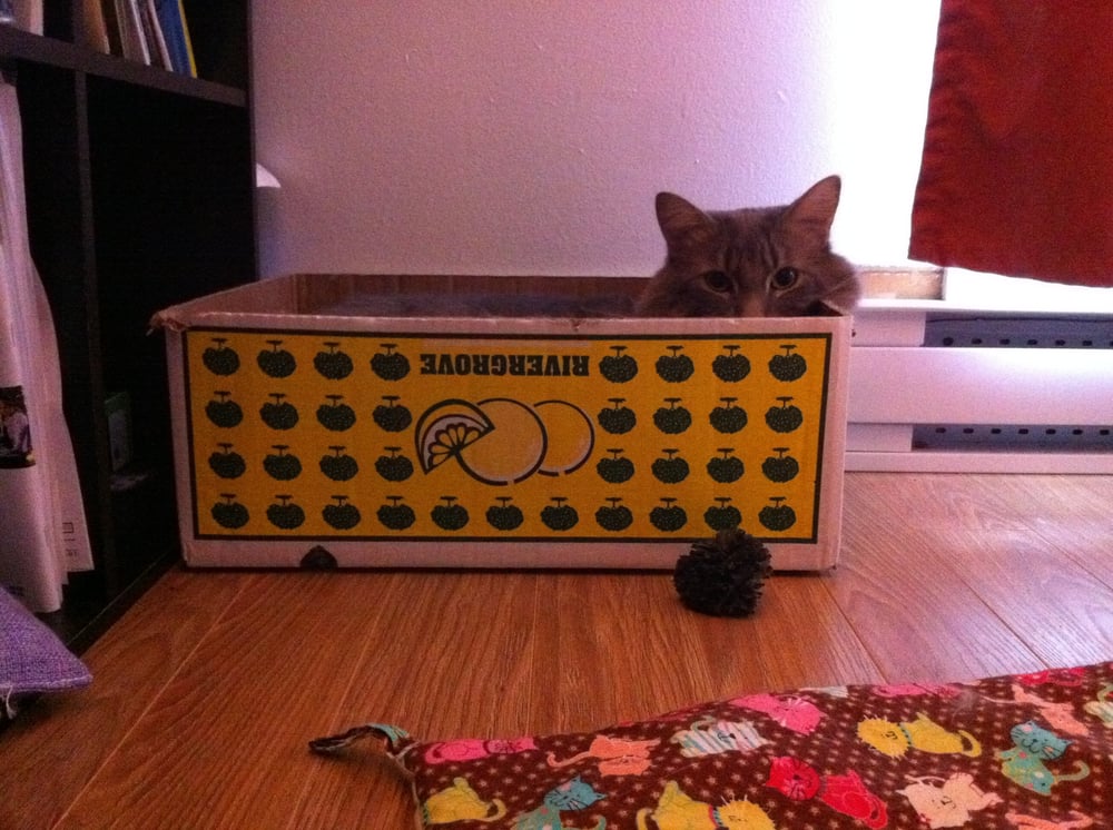 Cat-a-Tout