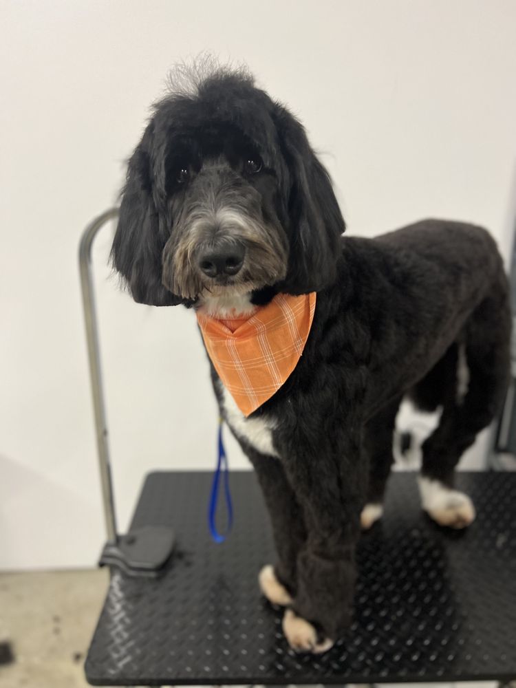 Muletown Pet Spa