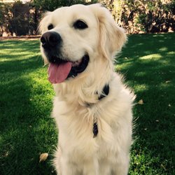 off leash dog academy