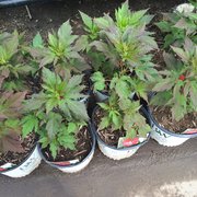 Wayside Nurseries Gardening 10032 N Wauwatosa Rd Minors Garden Center