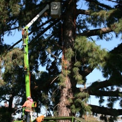 Firewood In San Juan Capistrano Yelp V E Tree Service