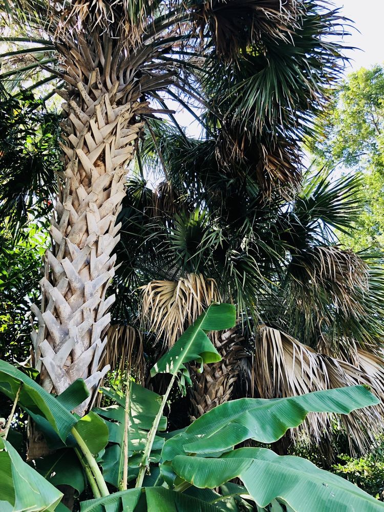 South Tampa Tree Service