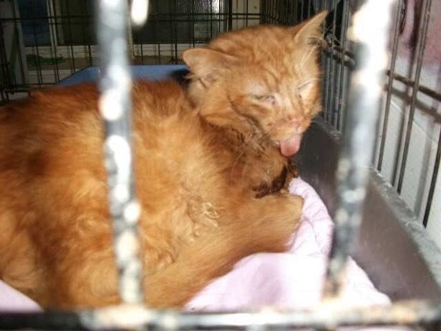 Animal Rescue Network