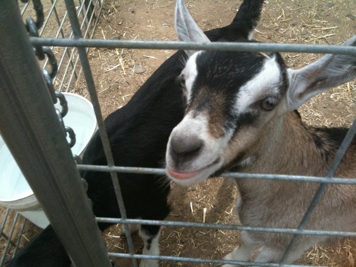 Redwood Hill Farm Goat Dairy Specialty Food 5480 Thomas Rd