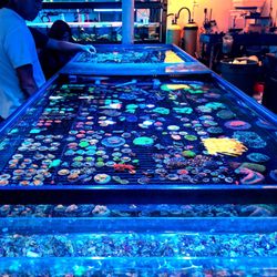 vivid aquariums 54 photos