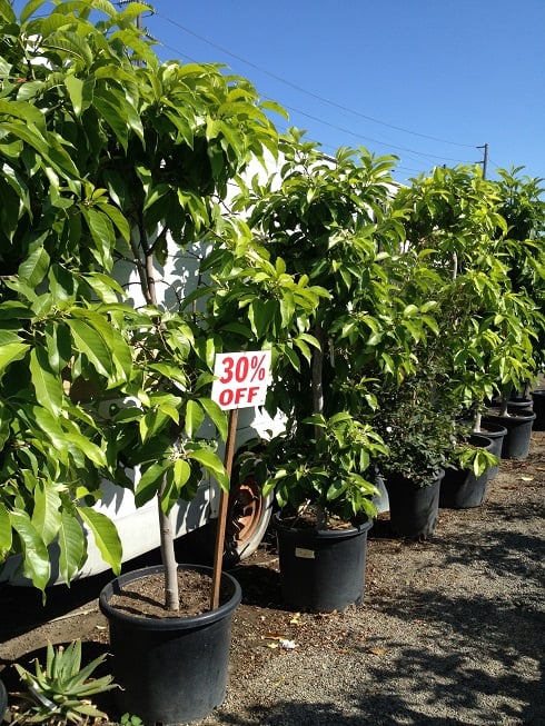 Michelia Alba Plant Yelp Photo Of Emily Garden Nursery Santa Ana Ca United States Michelia Alba