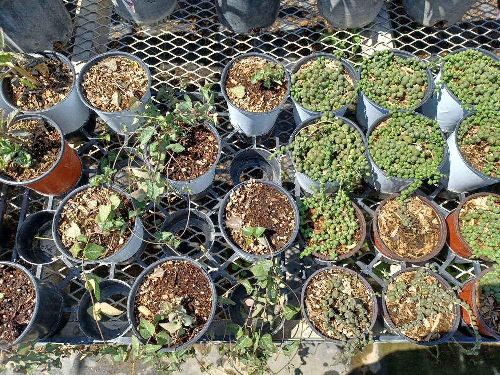 Plantspace Nursery