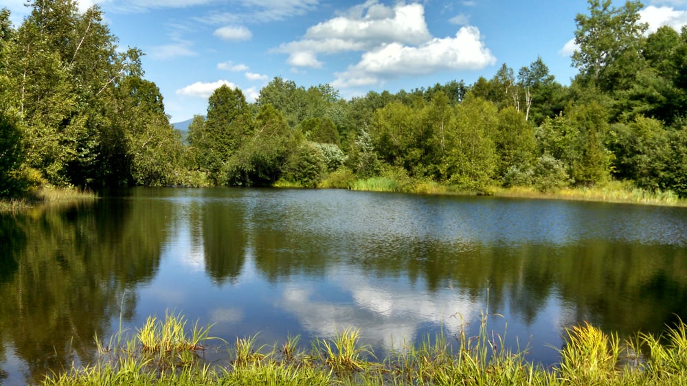 Mills Riverside Park Dog Parks Jericho, VT Phone Number Yelp