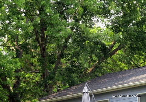 C&D Stump & Tree Removal
