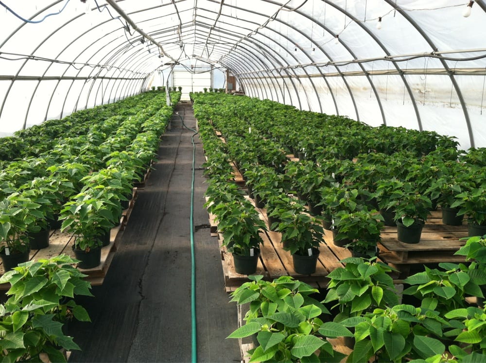 Glick’s Greenhouse Nurseries & Gardening 57 Fisher Mill Rd, Oley, PA Phone Number Yelp