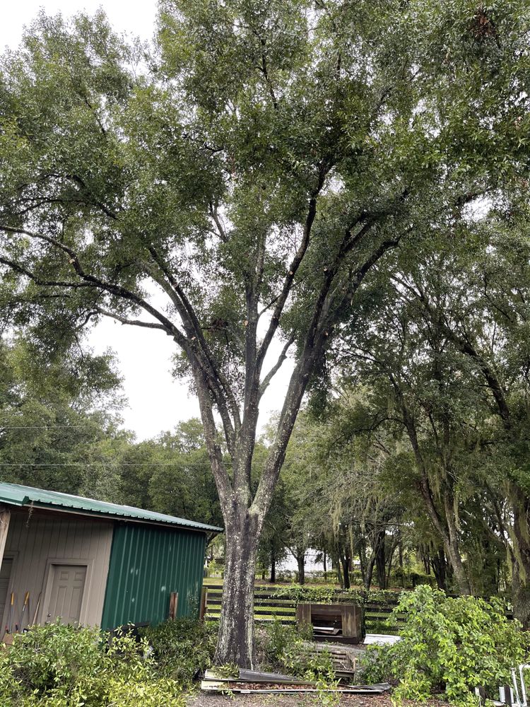 Staggs Nursery & Tree Service