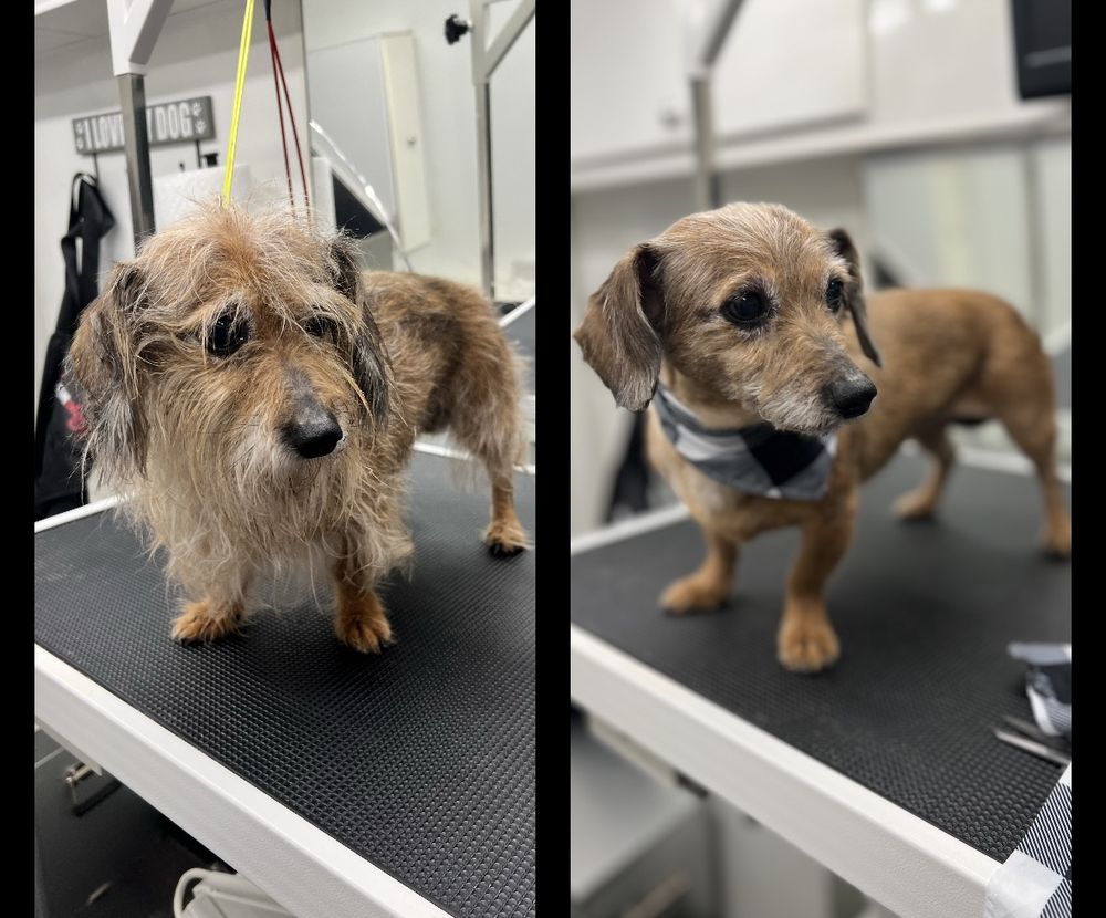 Adore Mobile Pet Spa