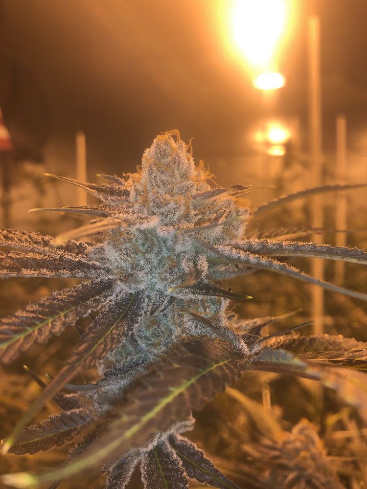 Hidden Valley Genetics