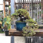 Yamaguchi Bonsai Nursery 154 Photos 82 Reviews Nurseries Photo Of Yamaguchi Bonsai Nursery Los Angeles Ca United States