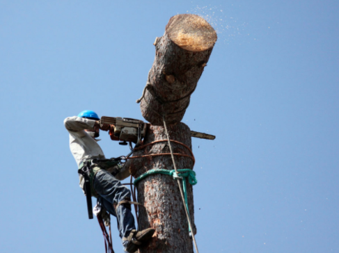 C&B Tree Service & Lawn Care