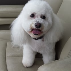 town and country dog grooming town and country dog grooming