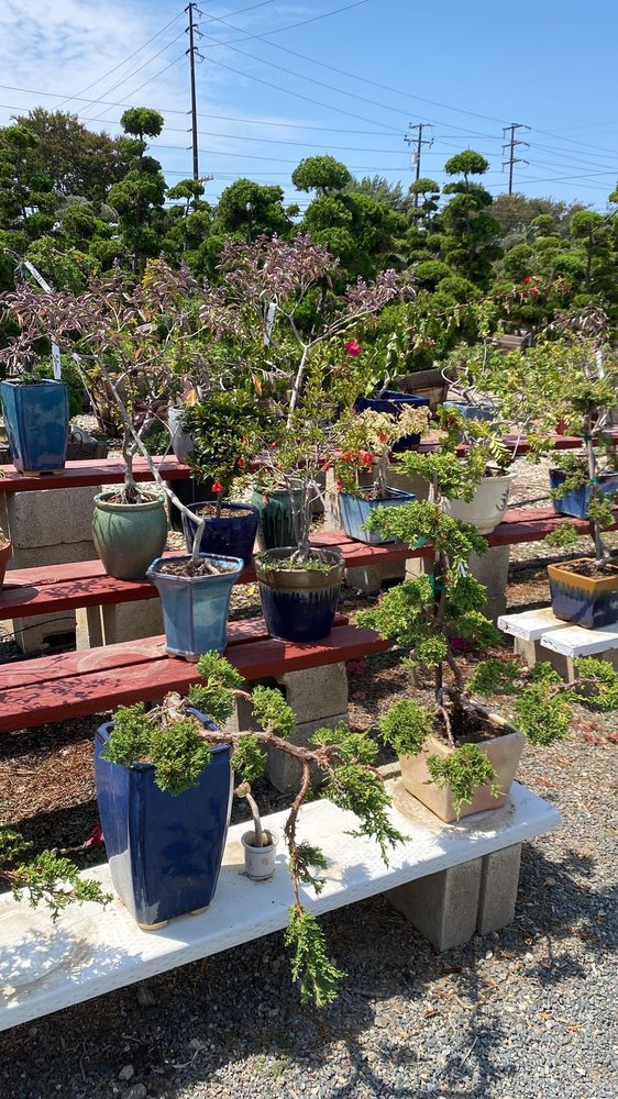 Akita Bonsai Nursery