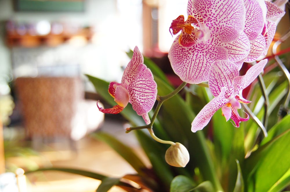 Quality House Cleaning Service