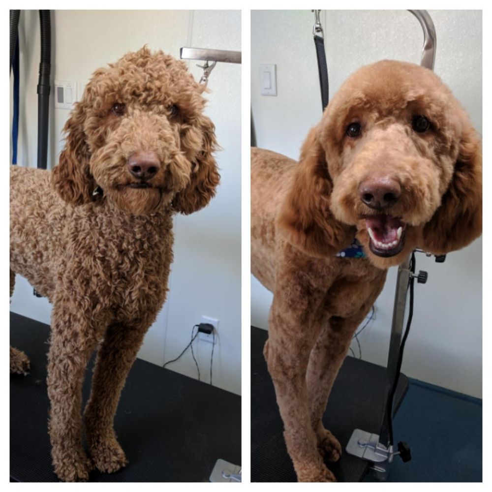 Leo’s Pet Grooming 31 Photos Pet Groomers Ontario, CA Phone
