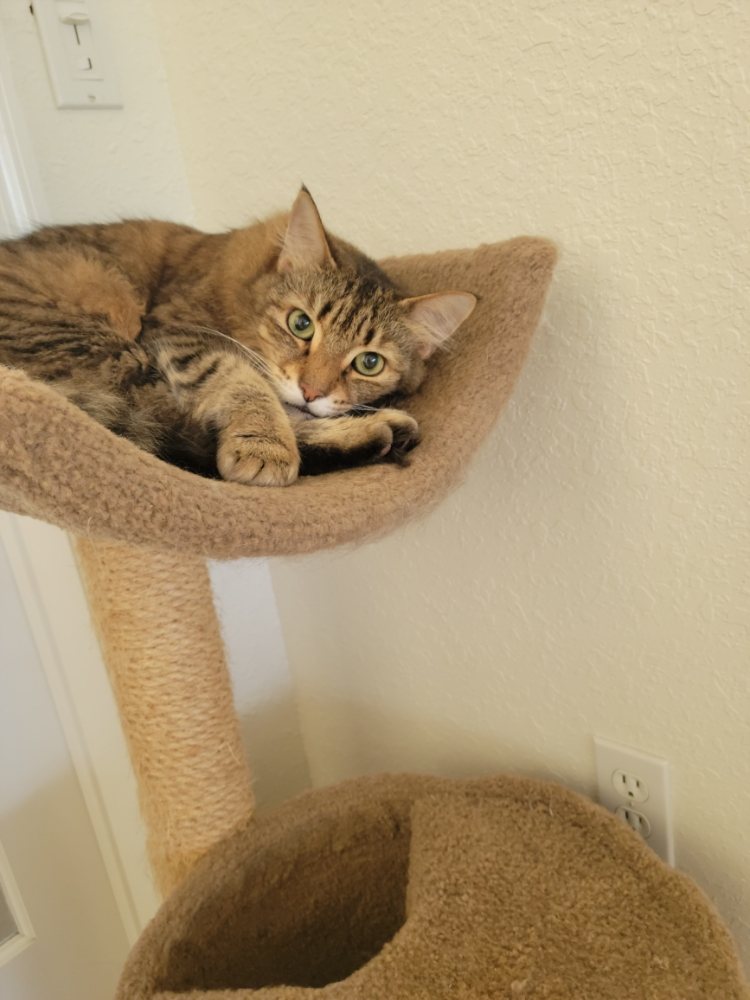 Katie's Pet Sitting Image