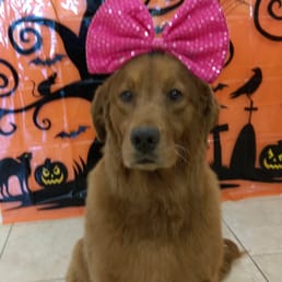 Dog Grooming In Manchester Mo Dog Grooming In Manchester Mo