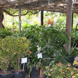 Terra Bella Nursery Inc 82 Photos 60 Reviews Nurseries Photo Of Terra Bella Nursery Inc San Go Ca United States