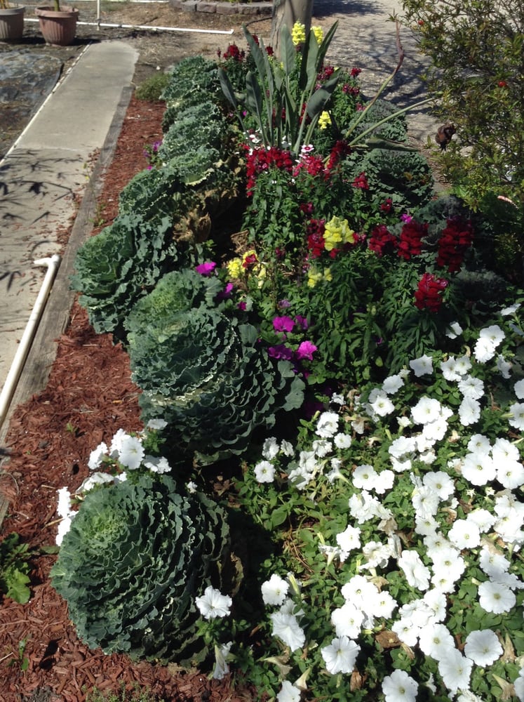 Flower Beds Yelp Photo Of Joseph S Nursery Pearland Tx United States