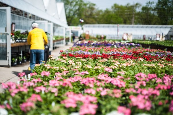 Pesche S Flowers 170 River Rd Des Plaines Il Florists Mapquest