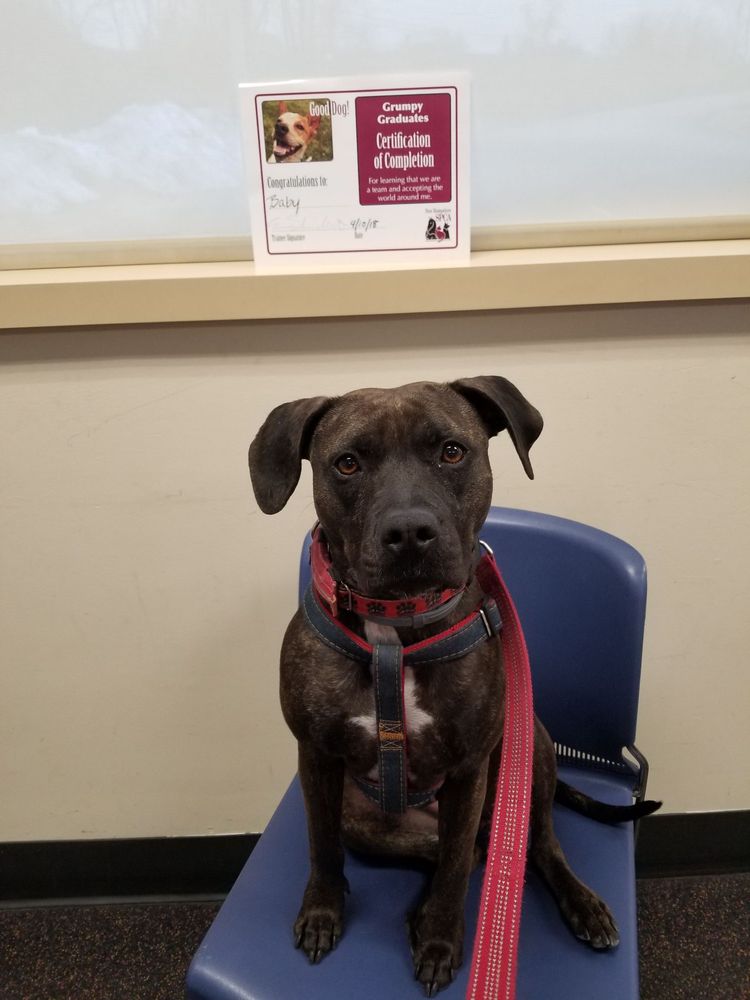 New Hampshire SPCA 11 Photos & 22 Reviews Animal Shelters 104