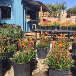 Curby S Nursery 46 Photos 57 Reviews Nurseries Gardening Photo Of Curby S Nursery Temecula Ca United States Spring Is Coming