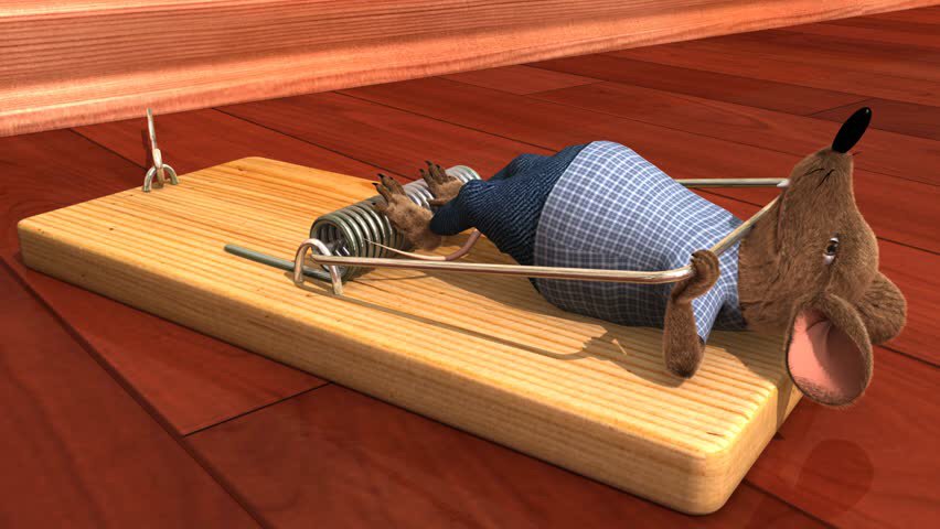 Clypeus Pest Solutions