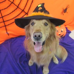 good mojo dog center good mojo dog center