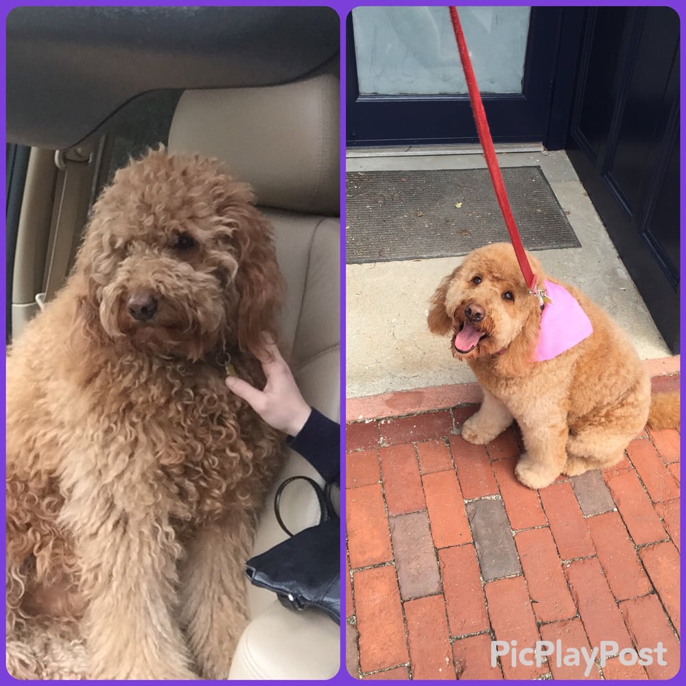 Pooch Parlour 16 Photos & 13 Reviews Pet Groomers 283 Auburn St