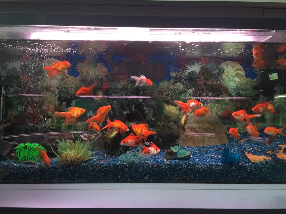 Photos For Trop Aquarium Yelp Photo Of Trop Aquarium Las Vegas Nv United States