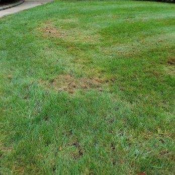 Herman Bros Landscape Contracting Closed 27 Photos Landscaping Photo Of Herman Bros Landscape Contracting Bohemia Ny United States Terrible Neglect