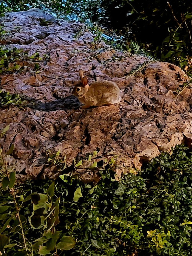 Hilltop Inn Broomfield Denver