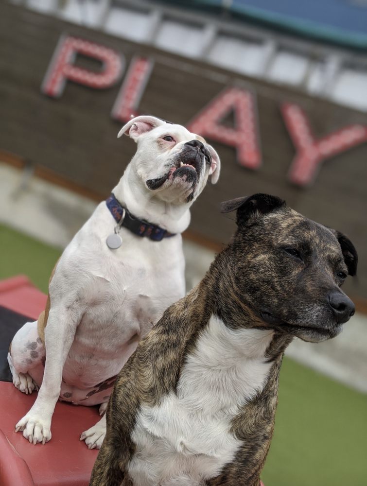 Downtown Dog Lounge - Ballard
