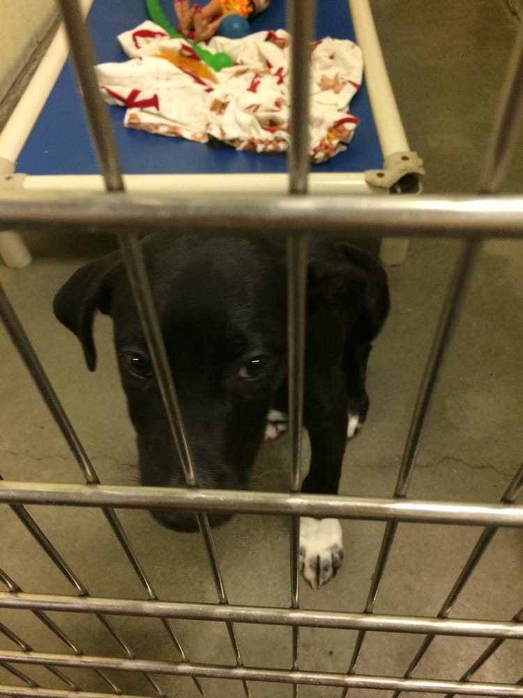 buddy sudbury ma buddy humane society 35 reviews animal shelters 151 boston post rd sudbury buddy sudbury ma buddy humane society 35 reviews animal shelters 151 boston post rd sudbury
