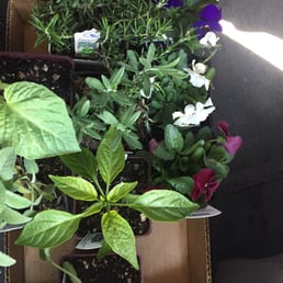 Judy’s Enchanted Garden - 11 Reviews - Nurseries & Gardening - 2628 W