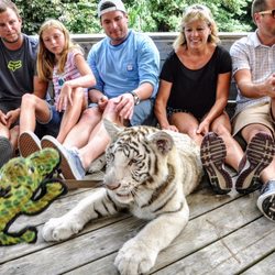 Tigers Myrtle Beach Barefoot Landing Travel Guide Tigers Myrtle Beach Barefoot Landing