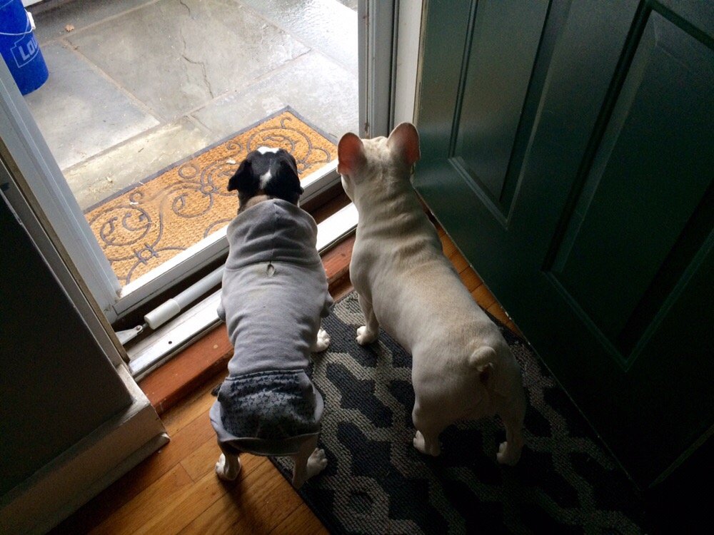 Leia's Dog Walking & Pet Care
