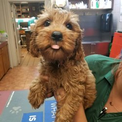 Westlake Animal Hospital, A Thrive Pet Healthcare Partner photo