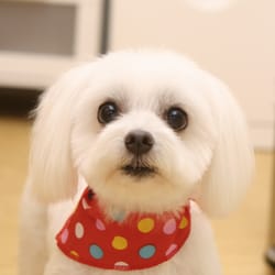 dog groomer honolulu dog groomer honolulu